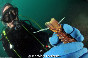 marine biologist floy-tagging a young lobster by Mathieu Foulquié 